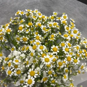 ช่อดอกไม้สด Mini daisy - Image 2