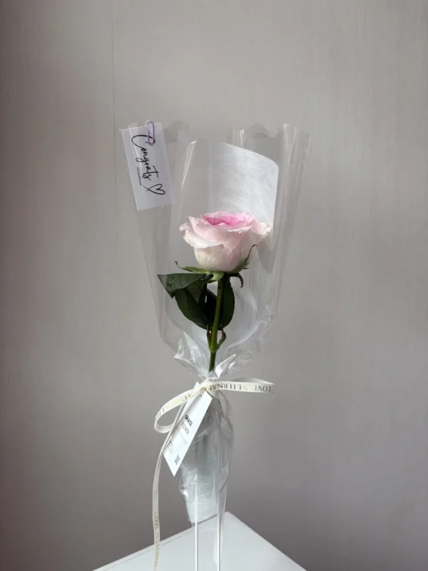 (Pink rose) กุหลาบชมพู 1 ดอก ห่อกรวยใส